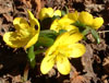 eranthis hyemalis-1